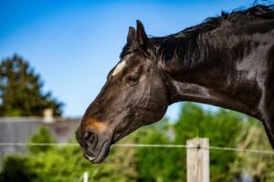 Tips om je oudere paard fit en gezond te houden
